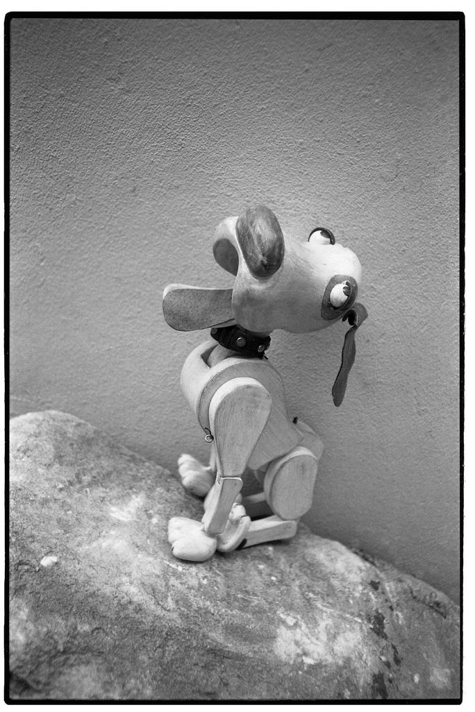  More Of Desmond The Dog  